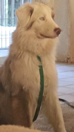 Gorgeous Australian Shepherd young NM looking for home. (Sacramento)63848875829635122