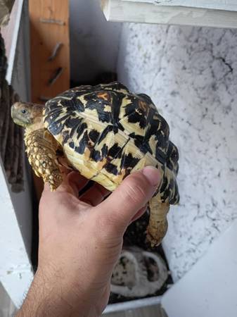 Leopard Tortoise (Tempe)63975637904771120