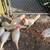 Hens 2 thumbnail