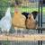 laying hens 14 thumbnail