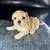 PUPPY REHOMING 1 thumbnail