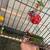 Conure 2 thumbnail