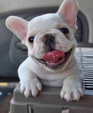 Perfect bulldog puppies 1