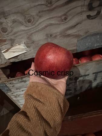 Organic apples 1