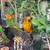 Sun conures 8 thumbnail