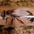 Rolling Pin - Bee 4 thumbnail