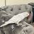 Parrot 4 thumbnail