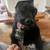 EXPERIENCED DOG HANDLERS, PAID OPPORTUNITY TO DOG FOSTER! SAVE A LIFE! 5 thumbnail