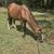 Mustang gelding 3 thumbnail