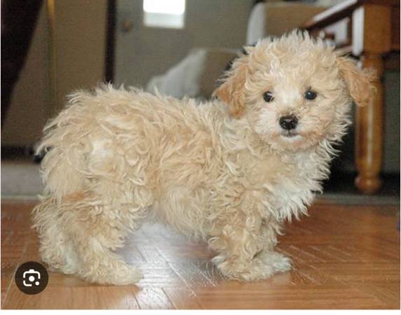 Poodle múltiple63848874544257122