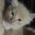 Kittens 2 thumbnail