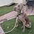 Free Weimaraner puppies 4 thumbnail