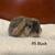 Mini Lop Bunny / Rabbit 3 thumbnail