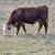 2 year old Hereford bull 2 thumbnail