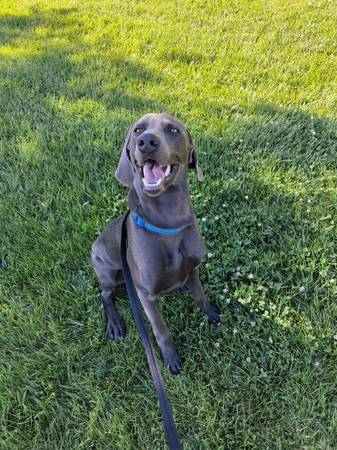 Weimaraner 1