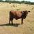 RED ANGUS HEIFERS 2 thumbnail