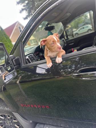 5 month old Bully (Rolling Meadows)63961118929923122