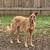 Great Dane/Mastiff Mix, Pitbull, German Shepherd 3 thumbnail