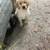 Puppies 1 thumbnail