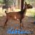 ADGA Nigerian Dwarf Does. Forced to Downsize 12 thumbnail