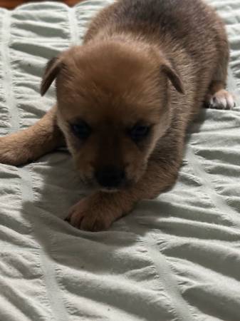 Cachorro de 5 semanas de Yorkshire terrier / cruce de Shiba Inu (Bronx) (Bronx)63839338554625122