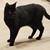 Lost black cat 1 thumbnail