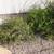 Free plants 4 thumbnail