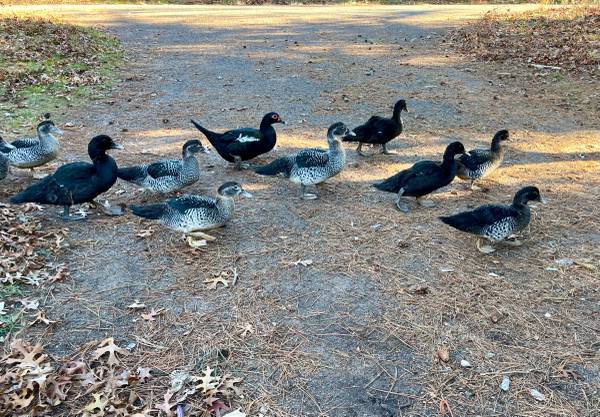 Muscovy ducks 1