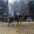 Broke, Trail ridden, Arabian Gelding 19 thumbnail