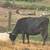 Cow 2 thumbnail