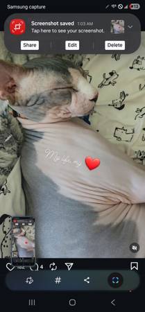Sphynx cat lost male unaltered (Peoria)64047951351169124