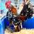 Serama Roosters 3 thumbnail