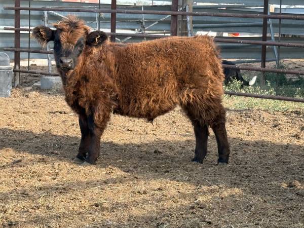 Highland 1