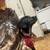 Puppy 5 thumbnail