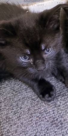 Kitten550684972853514241