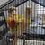 Conure 3 thumbnail