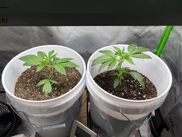 Clones 1