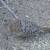 Pheasants 2 thumbnail
