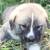 LGD puppies 7 thumbnail