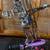 Mathews Jewel 50# ladies RH bow 25in draw. Pink & purple accents. 3 thumbnail