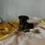 Pupies 1 thumbnail