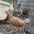 Chickens, Pullets, 2 thumbnail