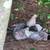 Mixed Flock Straight Run Chickens 1 thumbnail