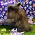 Lionhead rabbits 7 thumbnail