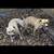 Pitbull Pup 8 thumbnail