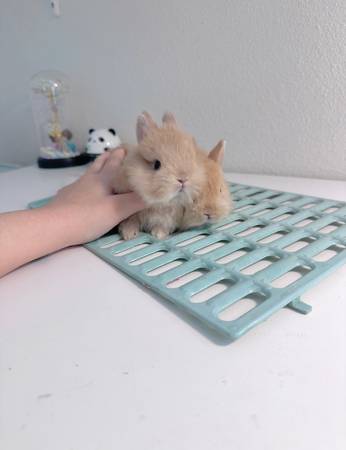 Netherland dwarf rabbit 1