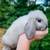 Mini Lop Doe 3 thumbnail