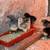 Chicks 2 thumbnail