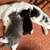 kittens 1 thumbnail