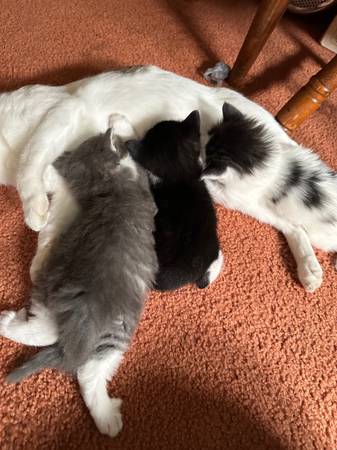 kittens 1